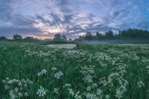 expressions-of-nature:by Lashkov Fedor“White Night- Blooming Dawn” St. Petersburg, Russia