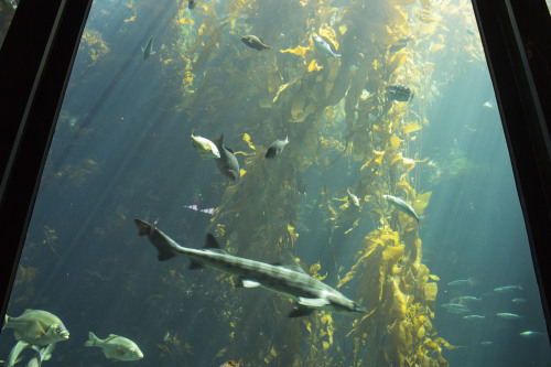 monterey bay aquarium | necessaryaesthetic