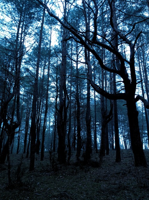 mystical forest