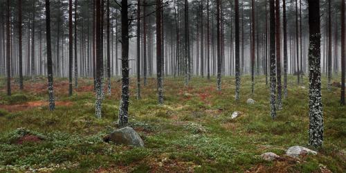 oneshotolive:  Autumn in a Swedish forest [OC][2400x1200] 📷: AspLeaf 