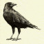 crosseyedcrow