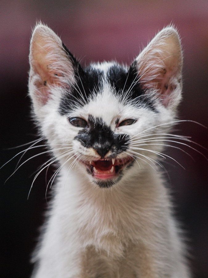 themagicalmeows:  the smile by Syahrul Ramadan 