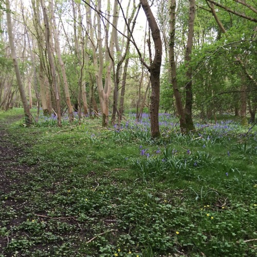 b-blushes: happy wednesday from me, my dog, + the woods!! ✨ we went looking for bluebells, foun