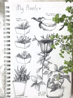 Flo-Studies:since Studying Is Over For Now I Drew Some Pictures Of The Plants On