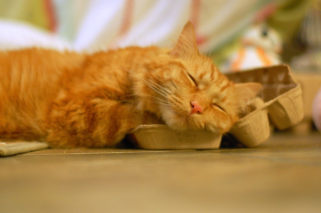 pabuthefirecat:  Simple DIY cat bed   Eat 12 eggs.  Put empty carton on floor  
