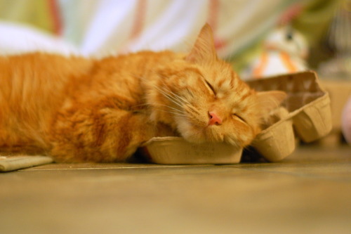 pabuthefirecat:  Simple DIY cat bed   Eat 12 eggs.  Put empty carton on floor  