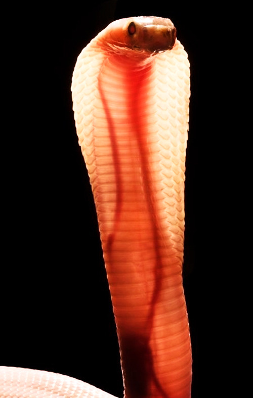 descepter:  This baby cobra’s skin is so translucent you can see it’s veins and