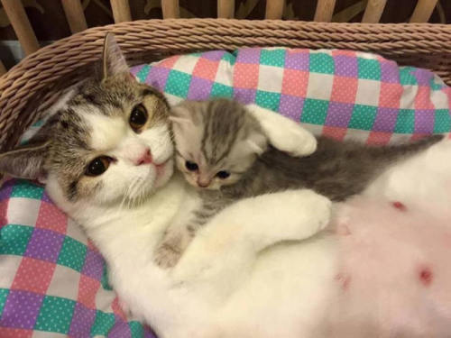 awwww-cute:  I made dis (Source: http://ift.tt/2ijZbPZ)