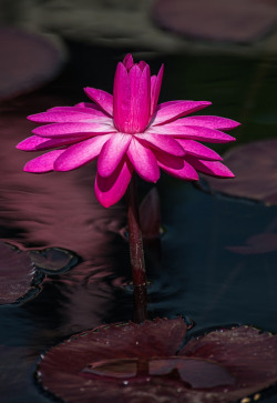 Water Lily :)