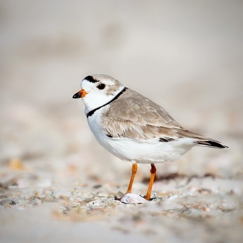 Piping Plover #pipingplover #plover #falmouth #capecod #birds #birding #birdphotography #birdsofinst