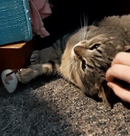 🎊✨🥳🎉🙌POV: Finally Able To Pet A Feral Cat🙌🎉🥳✨🎊
