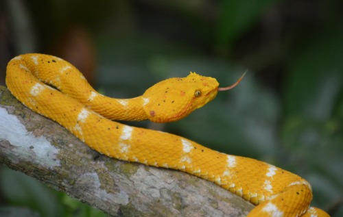 Snake in Cahuita National Park, Costa Rica