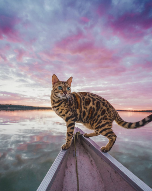 animals-addiction:Meet the adventure cat “Sukiicat”