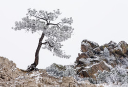 lensblr-network:Cold SentinelThis old pine tree sits atop a small ridgeline in Garden of the Gods park. It’s home on that small ridge creates a dramatic setting. It’s not a large tree but it stands tall up there, like some lonely sentinel, a Garden