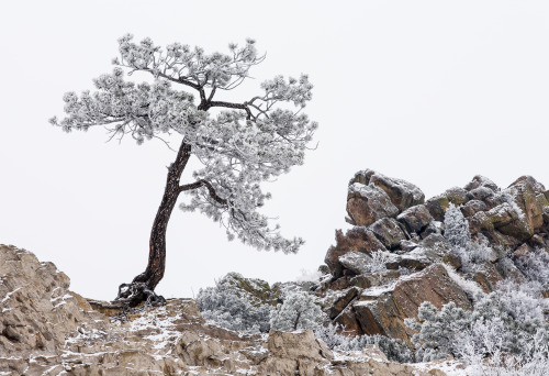Porn photo lensblr-network:Cold SentinelThis old pine