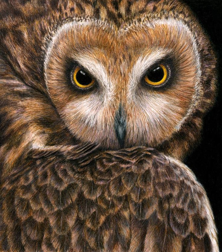 ourmotherearthblog:  Wildlife Natural Wonders 