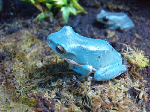 Vietnamese Blue Gliding Tree Frogs at 888 Reptiles