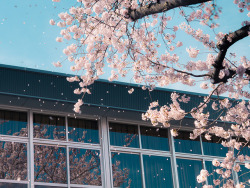 ileftmyheartintokyo:  Cherry blossoms by the gym window by taketan (Takeshi Tanaka) on Flickr.