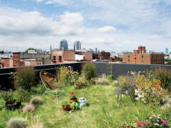 biodiverseed:  If this doesn’t get you excited about the green roof movement, I don’t know what will. 