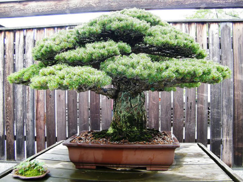 dalishelfblood: bi-badass-geek: The Most Beautiful Bonsai Trees Ever. I Just died.m…. I&rsquo