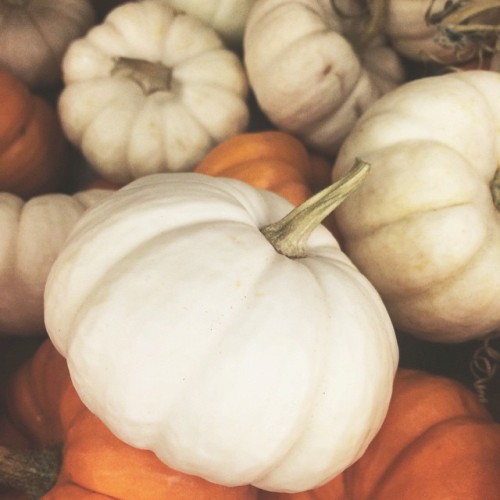 mrsjuliejones:   “autumn is the year’s last, loveliest smile.” - william cullen bryant 