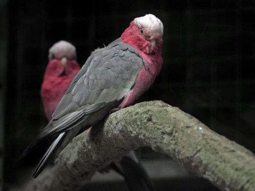Galahs,also known as the pink and grey cockatoos