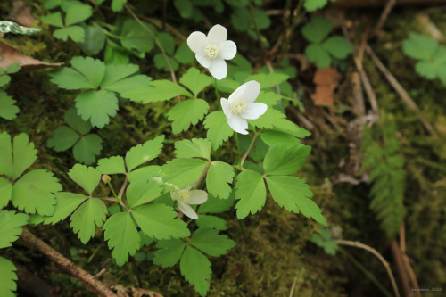 Early May in an Appalachian forest.From top: sweet white violet (Viola blanda); long-spurred violet 