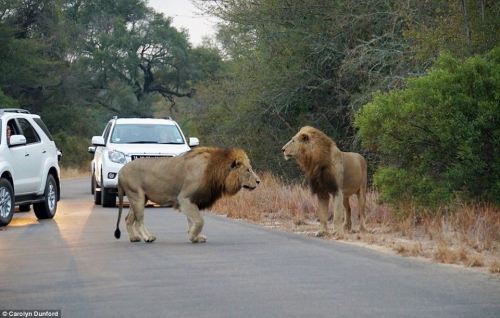 thebeautyofperception:  Meanwhile in Africa