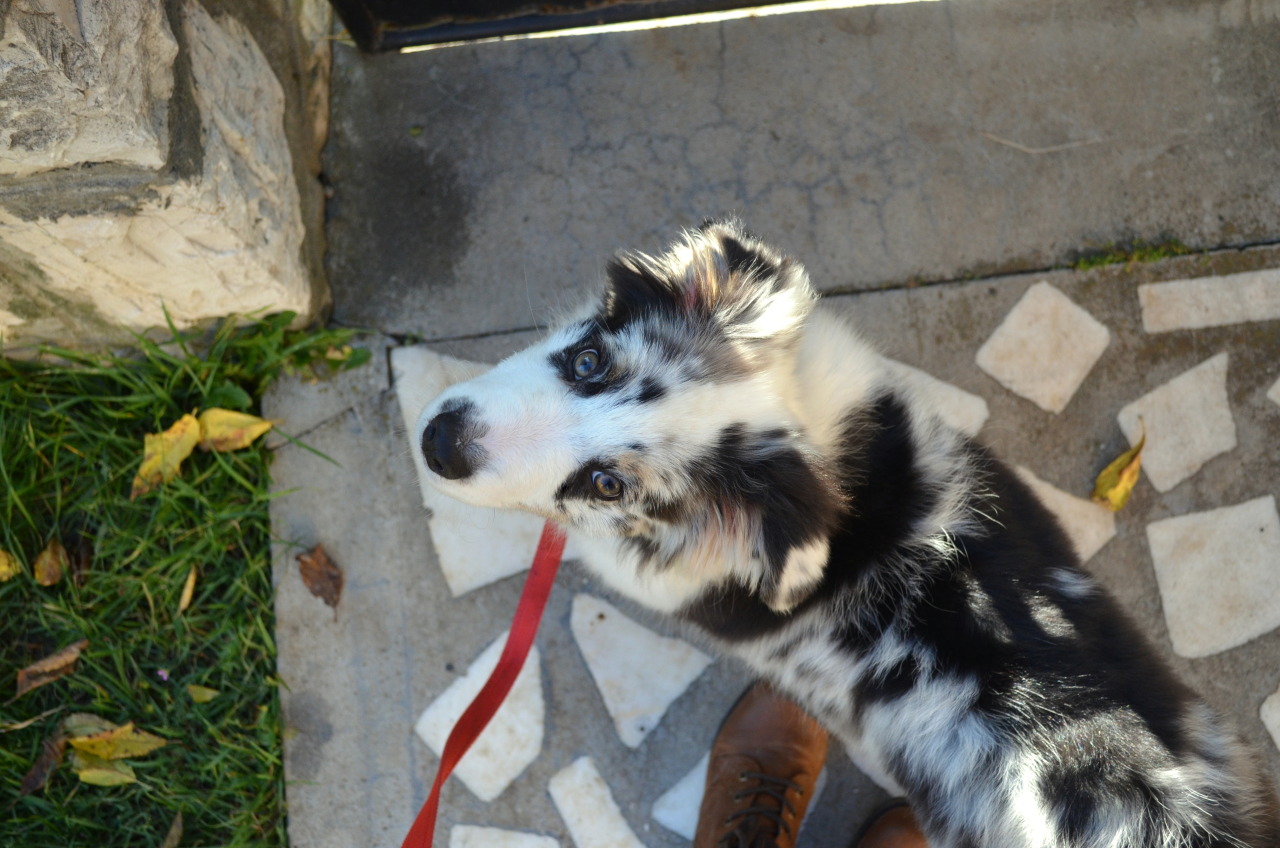 allthingssoulful:  Since I came home for the weekend, I took Greta out in the park