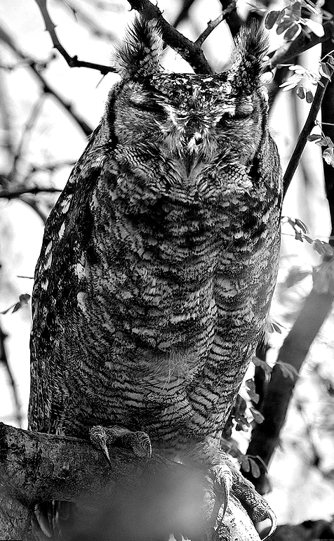 daily-owls:  By Rainbirder