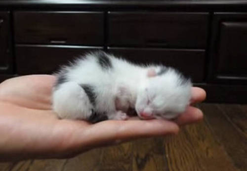 bluejaysaremagic:catsbeaversandducks:Rescue Journey Of A Cow KittyThis tiny cow kitty was just 70 gr