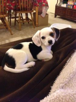 charmslithe:  joanhollowayharris:  she’s a cheagle.. beagle/chihuahua mix  i’m going to cry 