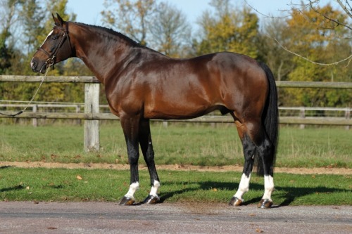 equine-world:  Orlando van de Heffinck 「Heartbreaker x Nefista van de Ruitershoeve 」 Dutch Warmblood