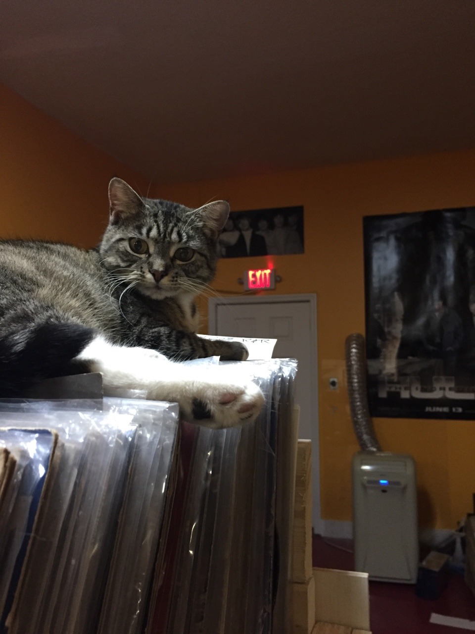 unflatteringcatselfies:this is record store kitty she does whatever she wants bc
