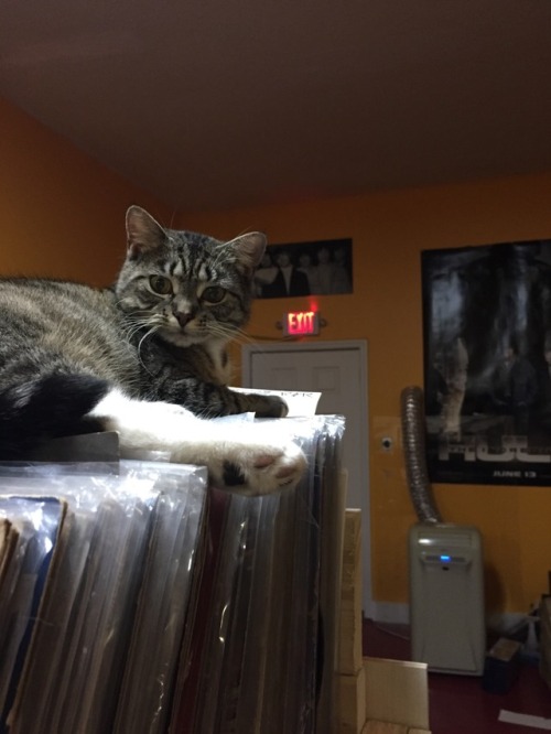 unflatteringcatselfies:this is record store kitty she does whatever she wants bc it’s her store