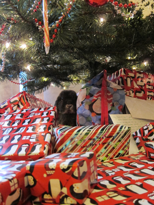 (via I Disapprove Of These Christmas Presents. — Cute Overload)
