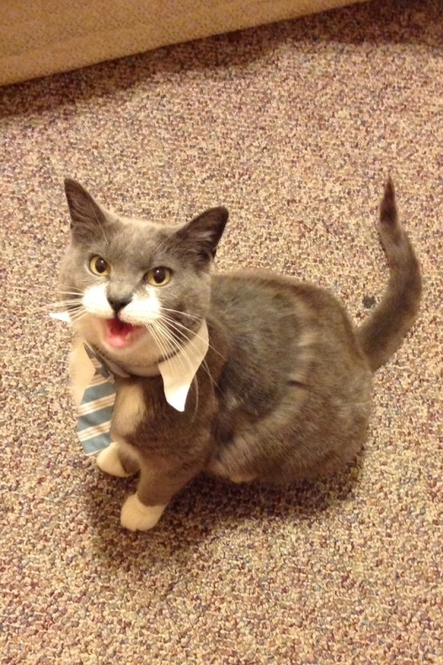 awwww-cute:  Get back to the work! (Source: http://ift.tt/1Yke0Sp)