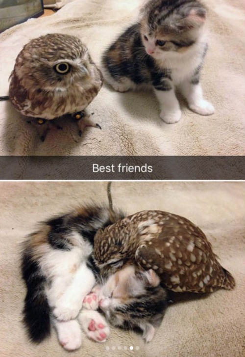 babyanimalgifs:Cat snaps