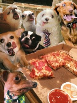 henryaftermidnight:  Did somebody say “PIZZA!”