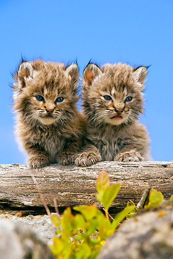 Two Bobcat Kittens Leaning On Log 