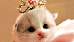 kohalmitamas:  My Princes Cat | Cute via