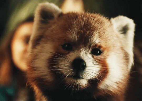 History Will Remember Us The Glorious Return Of Pan As A Red Panda