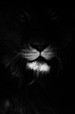 andreklopp:  #nevricflow #lion #sasquatch 