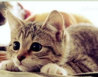 youstupidfuckingwhore666:  cat on We Heart Ithttp://weheartit.com/entry/50318603/via/Bon_Art 