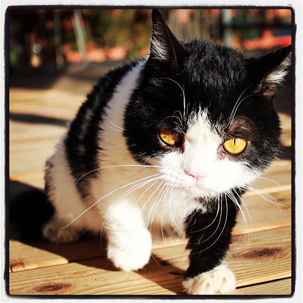 #pokey #grumpycat www.grumpycats.com