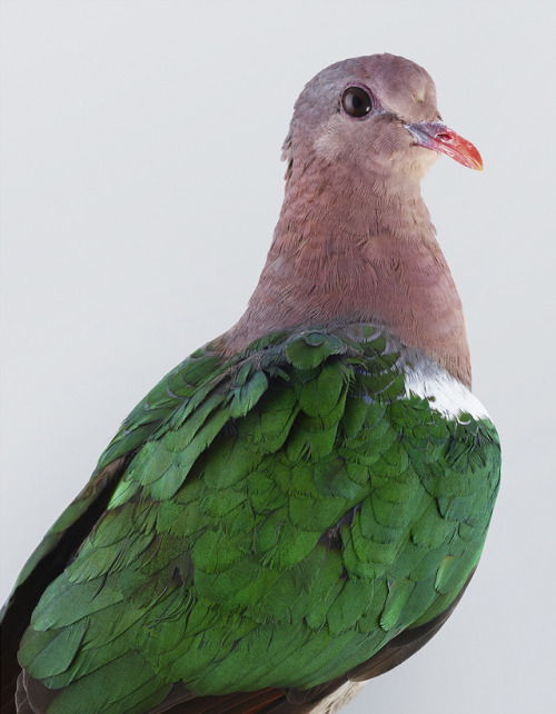 itscolossal:New Feathery Portraits That Peek Inside the Personalities of Cockatoos and DovesByLeila 