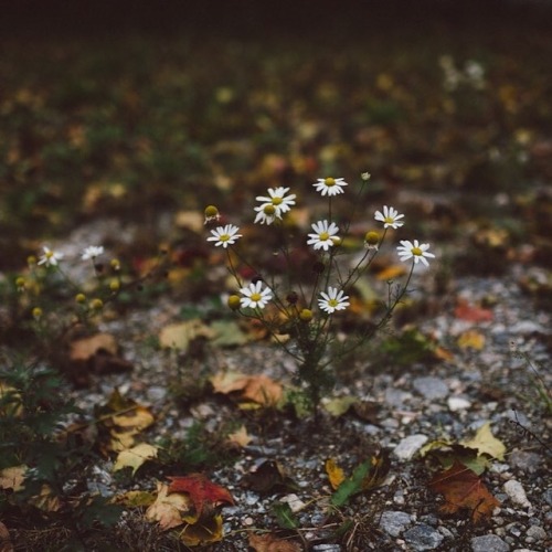 oldfarmhouse: https://www.instagram.com/babes_in_boyland I love when these fairy daisies come up in 