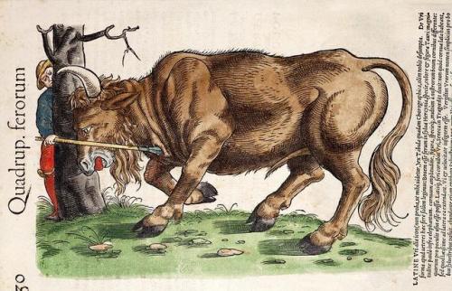 An aurochs hunt, as depicted by Conrad Gesner in his book Icones Animalum, published in the 1550s. A