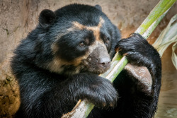 beckyhop:  sdzoo:  Turbo the Andean bear