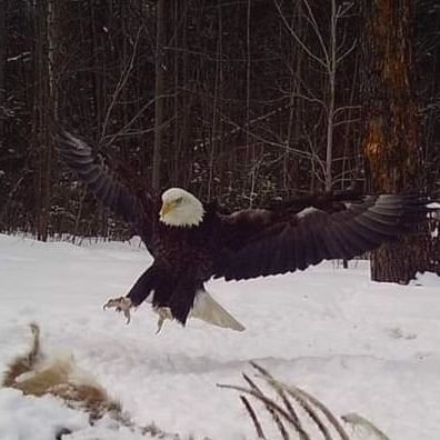 Grabbed the trail cam and saw we got some neat eagle pictures. #wisconsin #northwoods #eagle #trailc